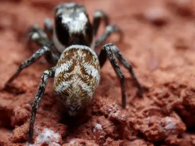 Two Easy Ways to Keep Spiders Out of Your Home This Season