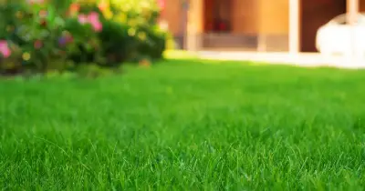 Two essential steps to revive brown lawns this summer