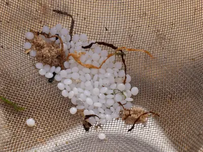 Tyneside Campaign Urges Beachgoers to Cut Plastic After Nurdle Spill