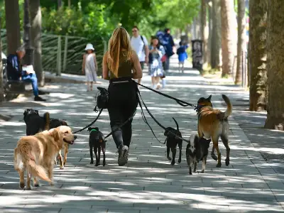 UK Bans XL Bully Dogs as 2026 Law Tightens Ownership Rules