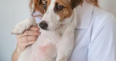 Vet nurse warns of easily missed sunburn signs in dogs