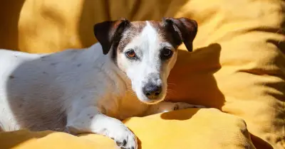 Vet warns of five deadly rooms for pets after heatwave