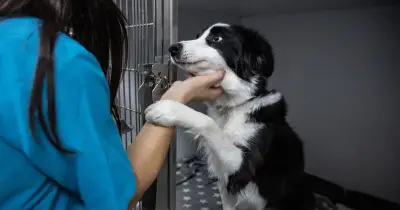 Vet's four crucial checks before adopting a dog