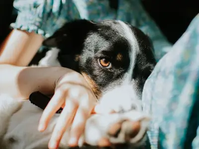 Vet's urgent advice to dog owners ahead of major September change