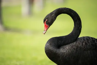 WA fears 'devastating' black swan losses as bird flu risk ranked 'very high'