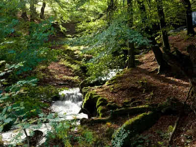 Wales' rare Celtic rainforests among last in Europe