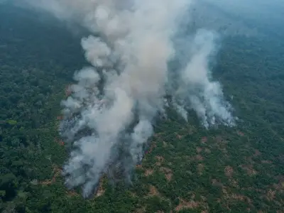Wales Urged to Become First Deforestation Free Nation