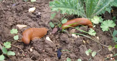 Water Plants in the Morning to Deter Slugs, Gardener Says