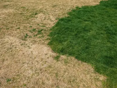 Welsh gardeners: add coffee grounds to brown lawns now for greener grass