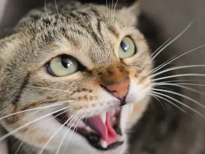 Woman Realizes Her Cat Had Her Back After Seeing Reaction to Ex
