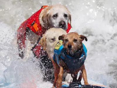 World Dog Surfing Championships Cut Short by Rough Seas