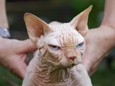 XL Bully cats with health issues boom in popularity, charities warn