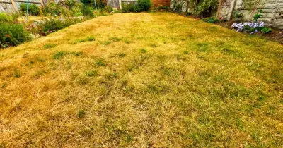 Yellow lawns will grow back greener if gardeners do one crucial task in August