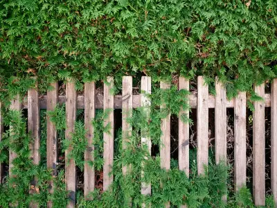 Your legal rights over a neighbour's overhanging branches