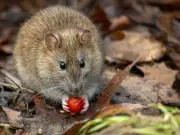 £1 Cayenne Pepper Trick to Keep Rats Away From Your Home
