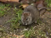 £1 natural spray that rats find 'irritating' can keep them out of homes