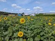 £1 sunflower picking opens at Roby Mill Farm with Gruffalo piano