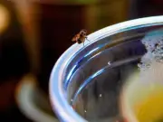 10-second daily task that keeps flies out of your home for good