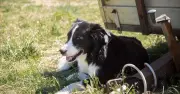 10 ways to keep your dog cool as UK temperatures hit 37°C
