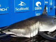100-stone great white shark spotted near Daytona Beach