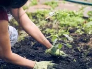 11 heatwave-proof plants named by gardener Louise Curley