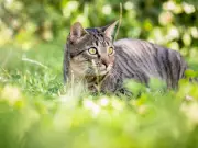 £1.10 Garden Powder to Deter Cats and Foxes, Say Experts