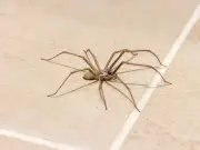 £1.30 Kitchen Spray Keeps Spiders Out During Mating Season