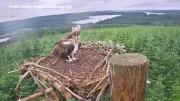 150th osprey chick fledges at Kielder Forest