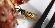16p ground coffee trick keeps wasps away from food