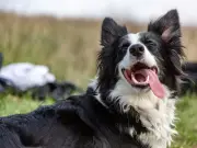 £18 Dog Cooling Vest Hailed 'Fabulous' Amid Heatwave