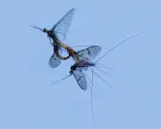 1926: Wasps and Green Flies Spotted Nearly a Mile High