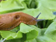 21p Garlic Drench: Natural Slug Repellent for Gardens