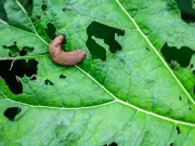 22p garlic kitchen staple makes natural slug repellent spray
