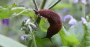 22p garlic spray keeps slugs off plants naturally