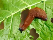 3 natural slug deterrents: coffee, garlic, eggshells