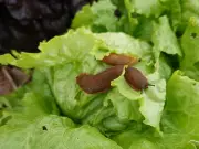 3 natural slug deterrents that actually work in your garden