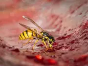 £3 plant that keeps wasps away from your barbecue this summer