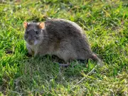 3 plants that keep rats away from your garden for good