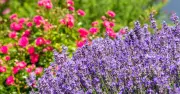 4 Companion Plants to Boost Lavender Bloom for Years