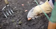 4 vegetables to plant in September: expert advice from Jo McGarry