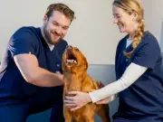 5 Dog Breeds Vets Secretly Love for Being Easygoing