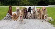 5 'incredibly intelligent' dog breeds ranked and are easier to teach
