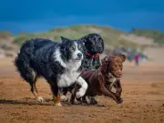 5 Smartest Dog Breeds That Are Easy to Train, According to Expert