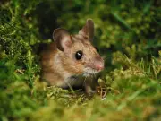 6 plants that naturally keep mice and rats out of your garden