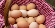 6 unexpected foods that can carry Salmonella beyond chicken and eggs