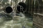 600m litres of sewage enter London's River Roding yearly, study finds
