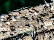 7 common summer pests and how to keep them out of your home
