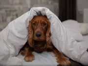7 Dog Illnesses Linked to Poor Nutrition, Vet Warns