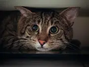 8 signs your cat may be anxious and when to see a vet