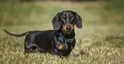 9 Most Aggressive Dog Breeds Named by Experts